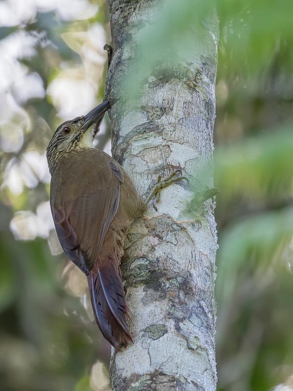 White-throated Woodcreeper