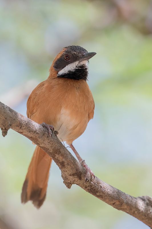White-whiskered Spinetail