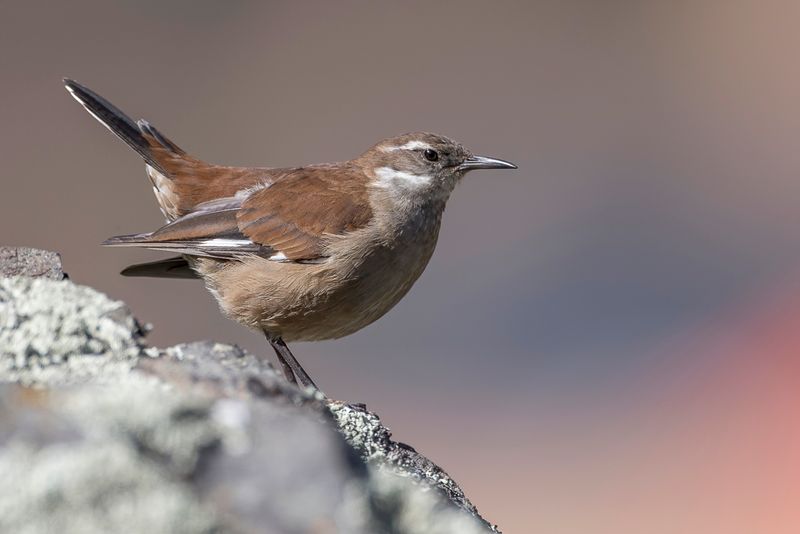 White-winged Cinclodes