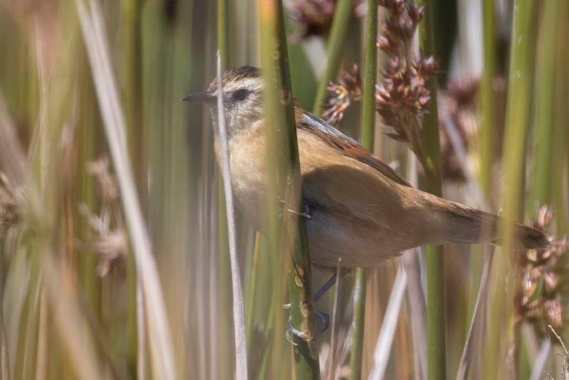 Wren-like Rushbird