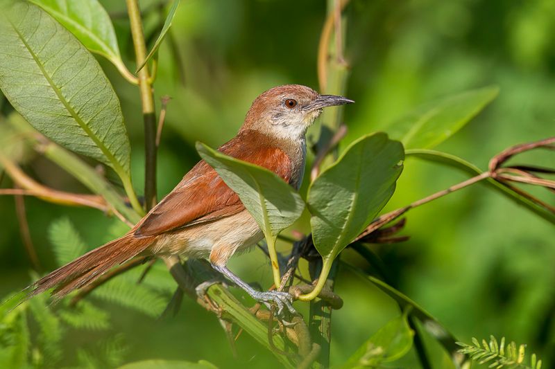 Yellow-chinned Spinetail
