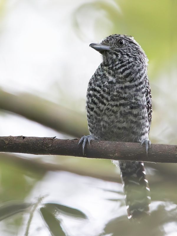Bar-crested Antshrike (m)