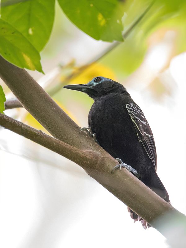 Bare-crowned Antbird