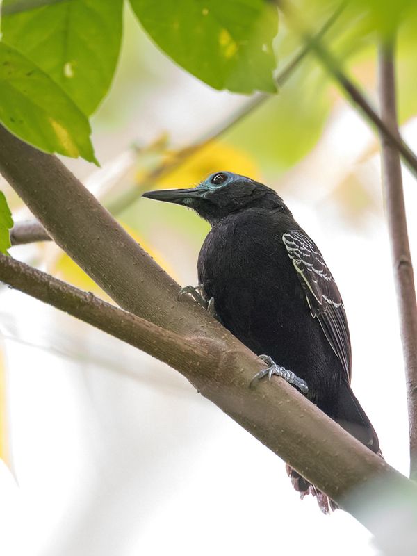 Bare-crowned Antbird