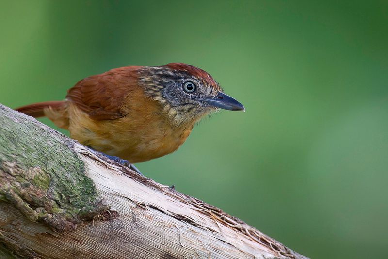 Barred Antshrike (f)