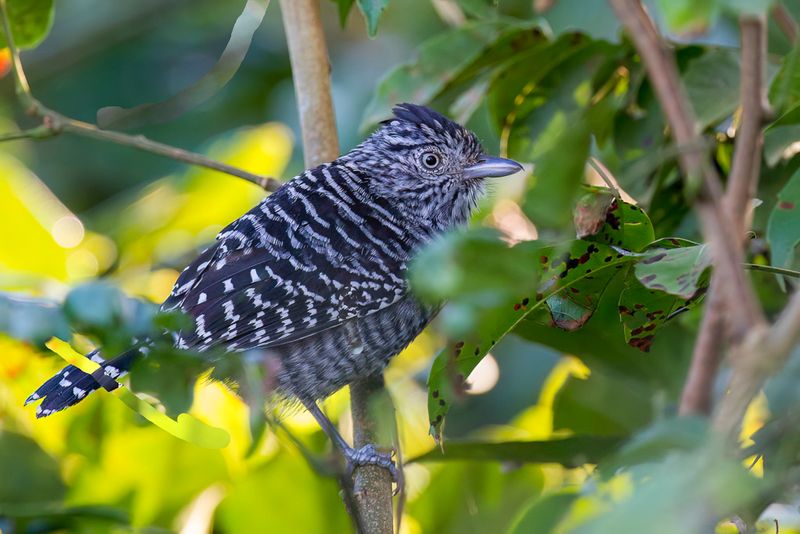 Barred Antsshrike (m)