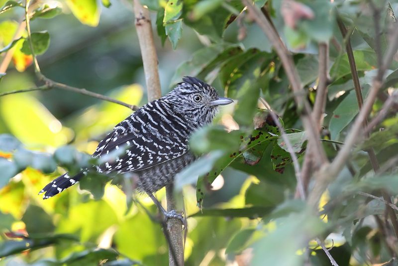 Barred Antsshrike (m)