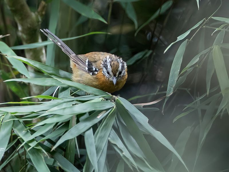 Bertoni's Antbird