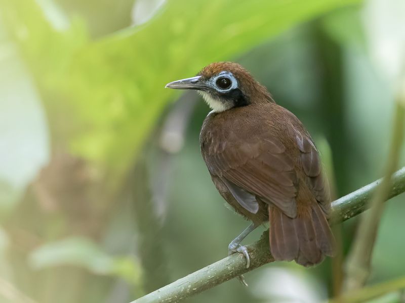 Bicolored Antbird