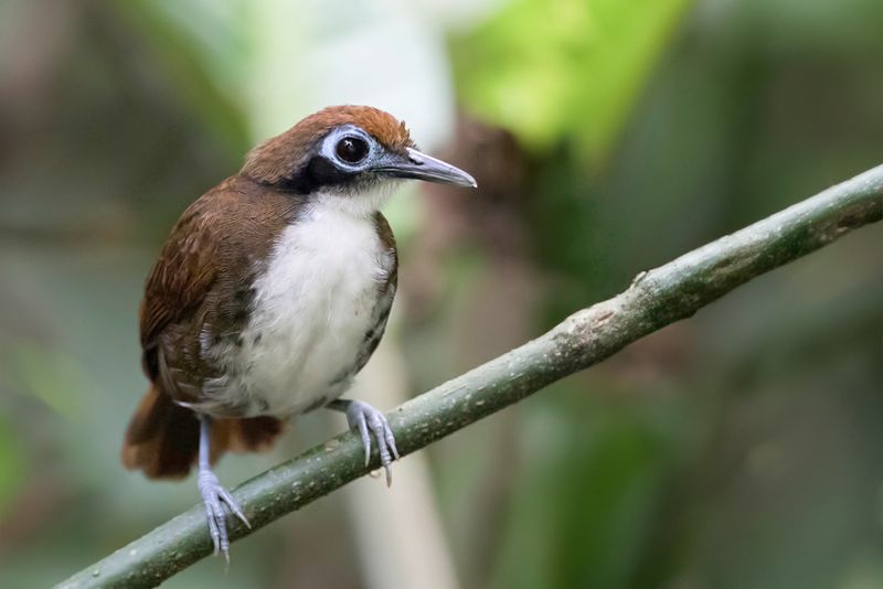 Bicolored Antbird