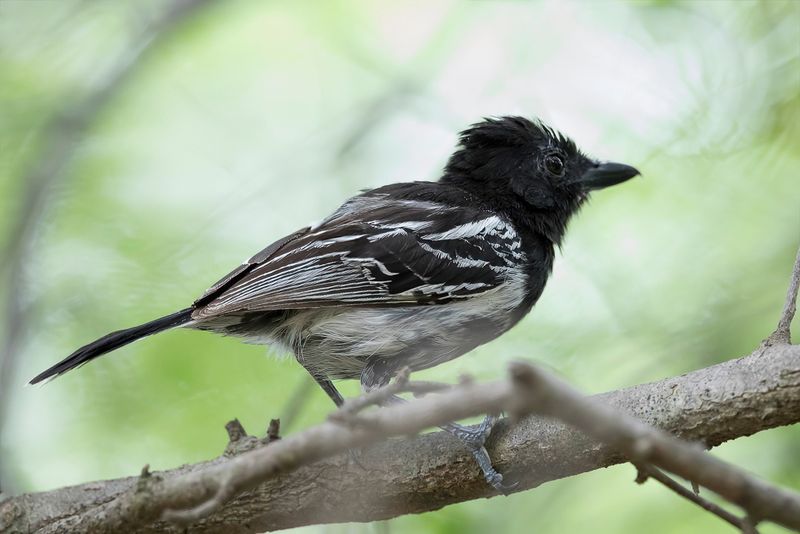 Black-backed Antshrike (m)