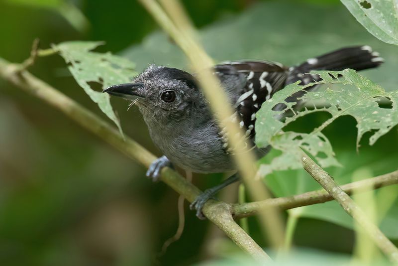 Black-crowned Antshrike