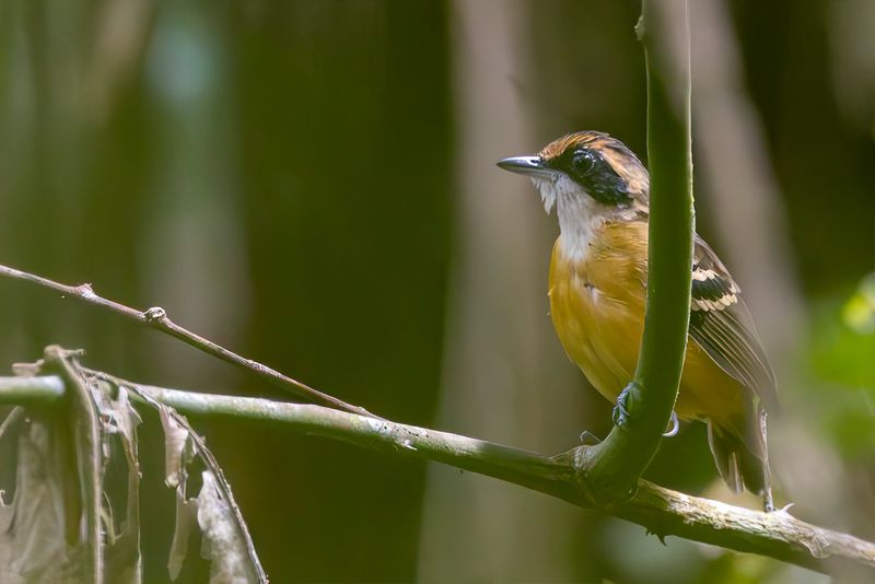 Black-faced Antbird (f)
