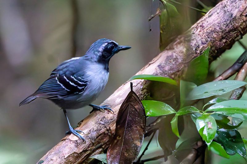 Black-faced Antbird (m)