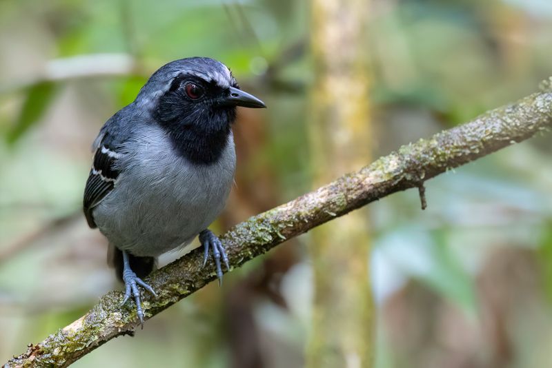 Black-faced Antbird (m)