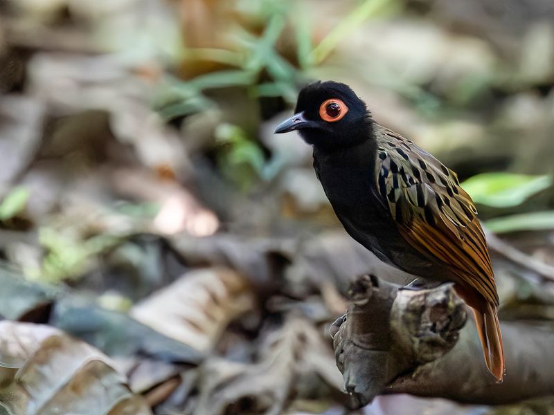 Black-spotted Bare-eye