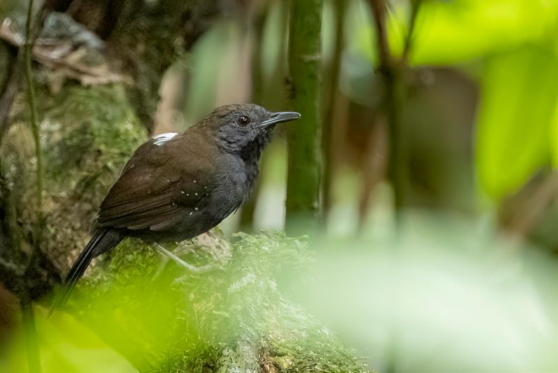 Black-throated Antbird