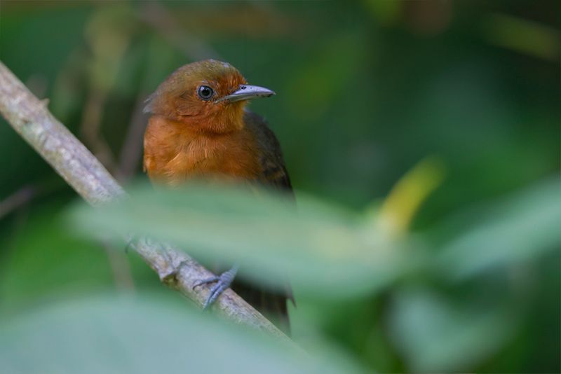 Blackish Antbird (f)