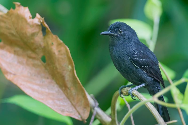 Blackish Antbird (m)