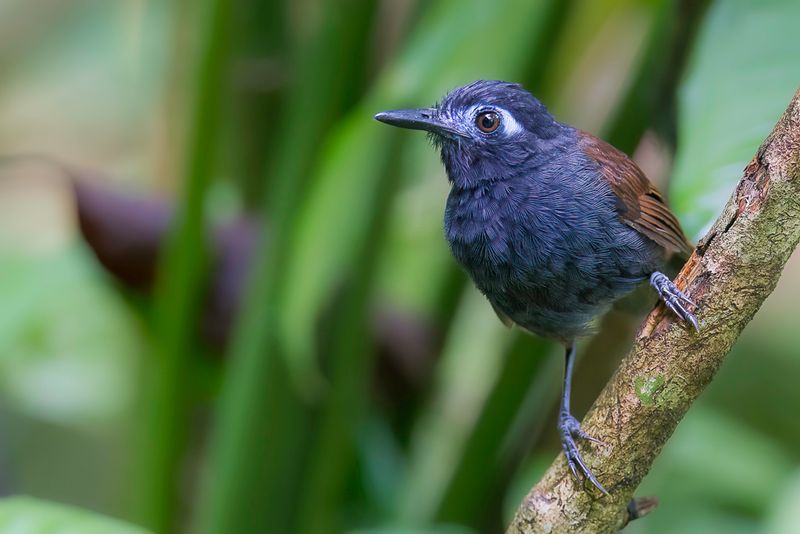 Chestnut-backed Antbird
