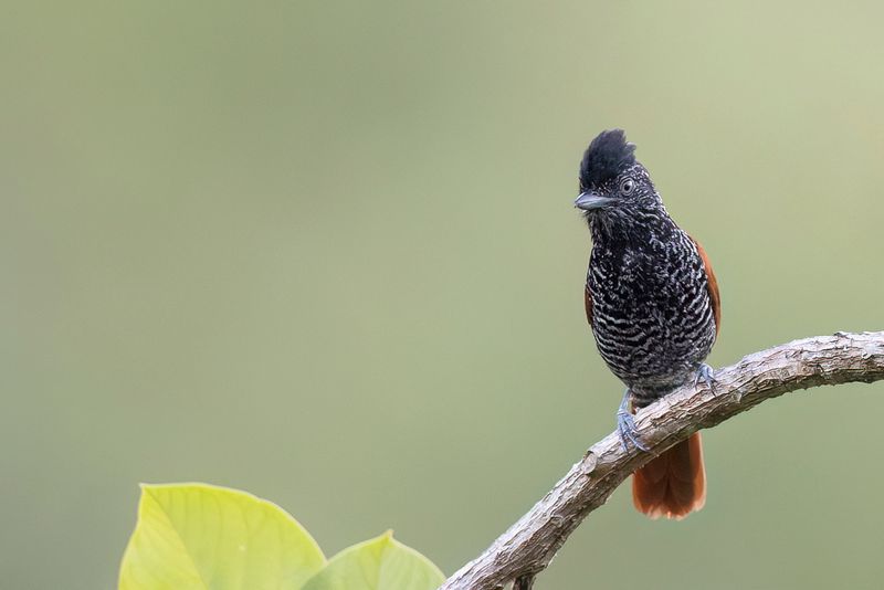 Chestnut-backed Antshrike (m)