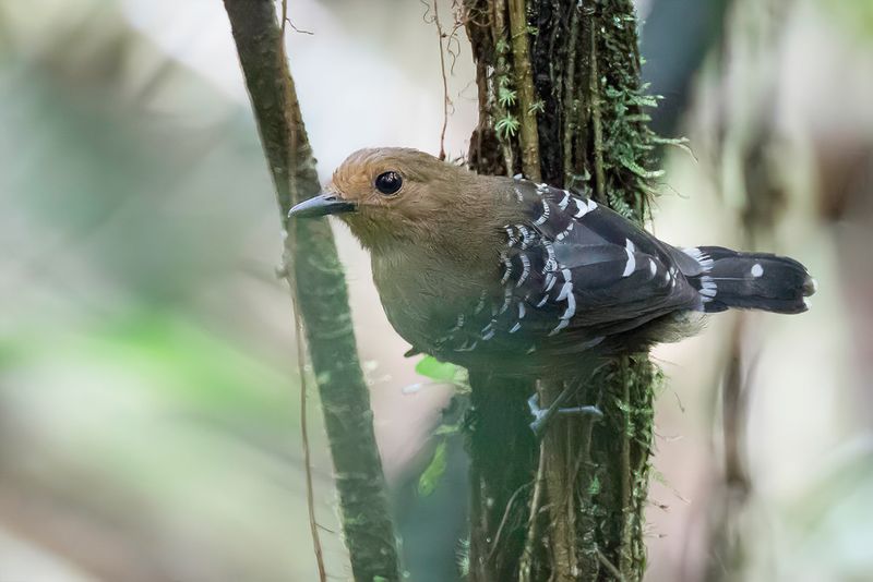 Common Scale-backed Antbird (f)