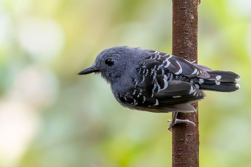 Common Scale-backed Antbird (m)