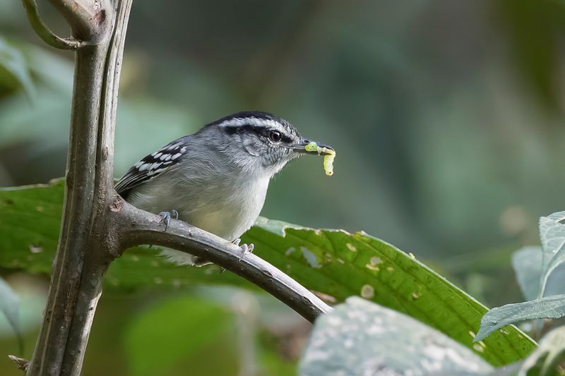 Creamy-bellied Antwren