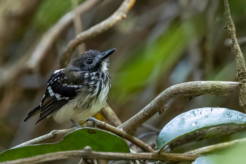 Dot-backed Antbird (f)