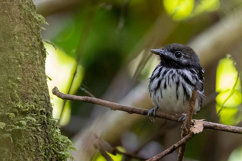 Dot-backed Antbird (m)