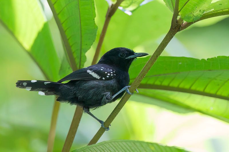 Dot-winged Antwren