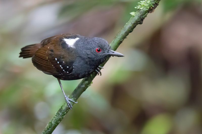 Dull-mantled Antbird