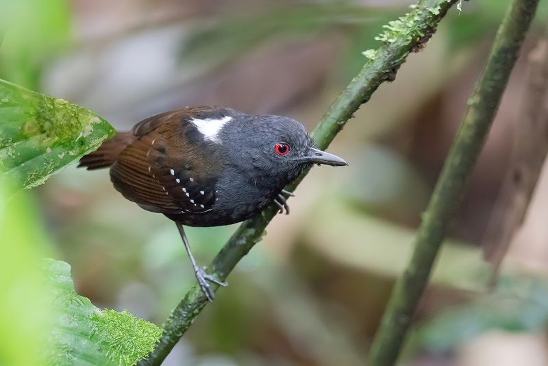 Dull-mantled Antbird