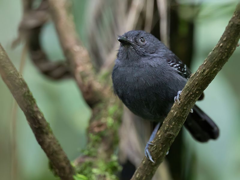 Dusky Antbird (m)