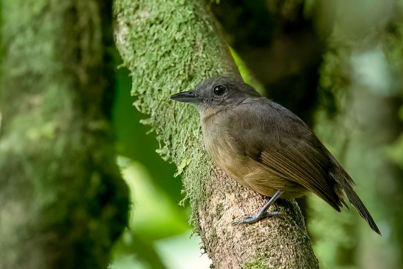 Dusky-throated Antshrike (f)