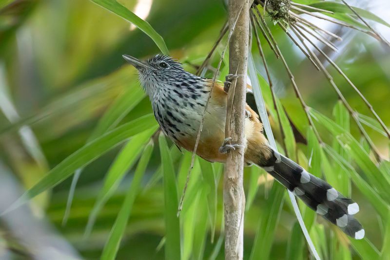 East Andean Antbird