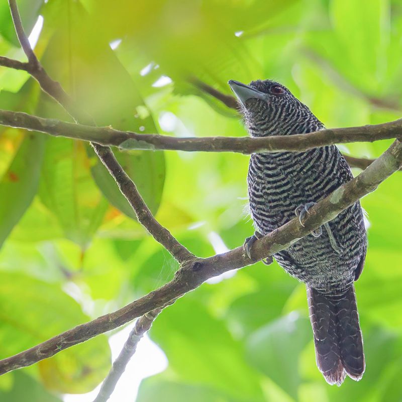 Fasciated Antshrike