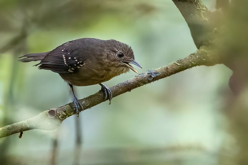 Foothill Stipplethroat