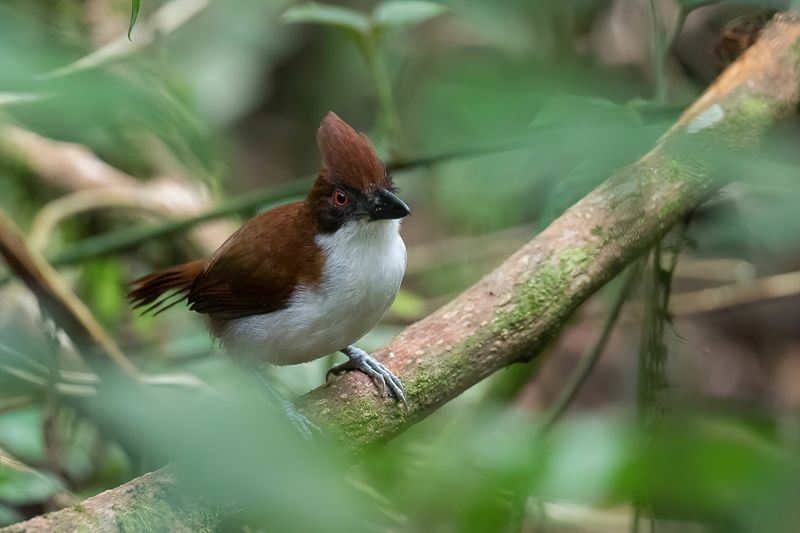 Great Antshrike (f)
