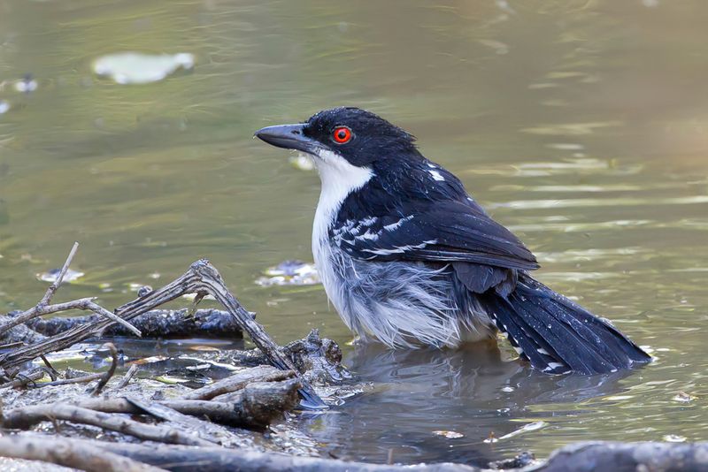 Great Antshrike (m).