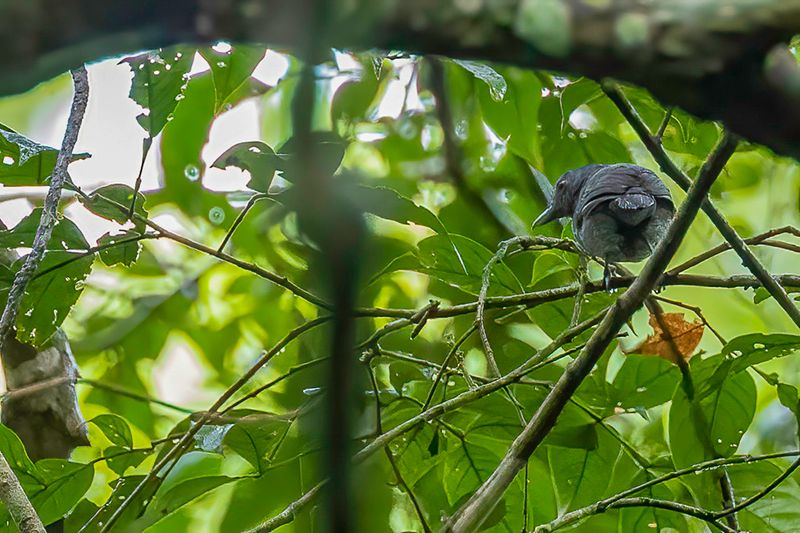 Grey Antbird