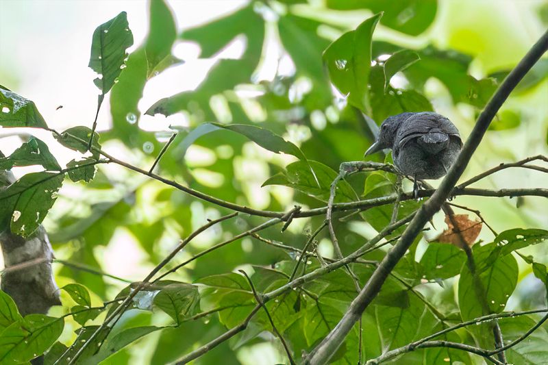 Grey Antbird