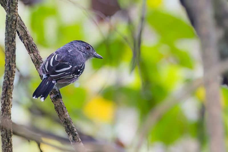 Northern Slaty Antshrike