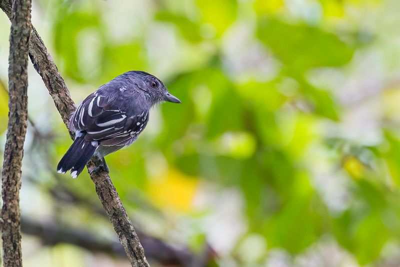 Northern Slaty Antshrike