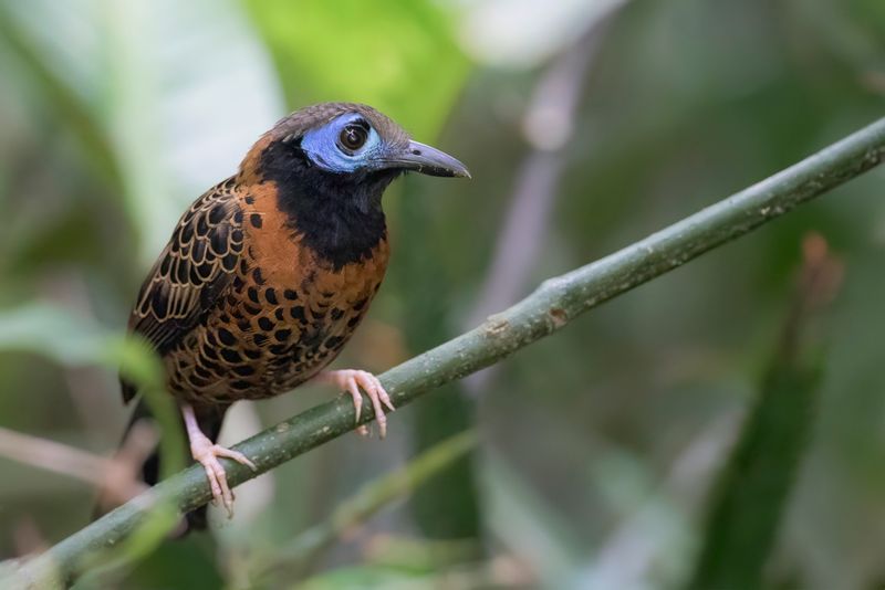 Ocellated Antbird
