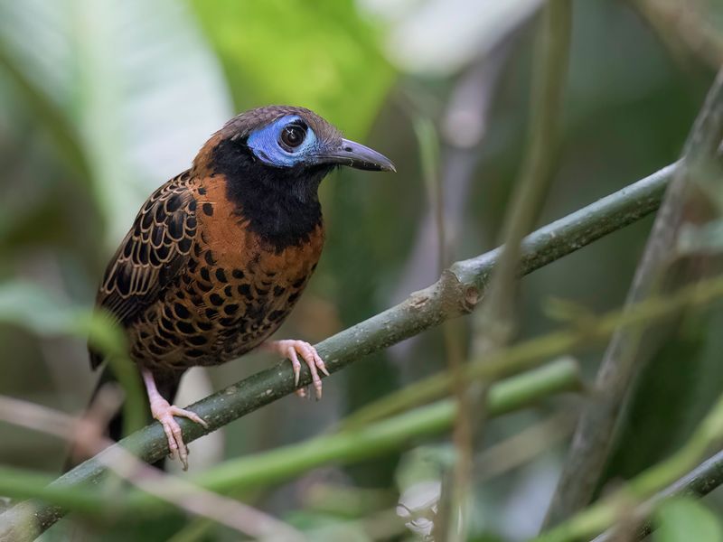 Ocellated Antbird