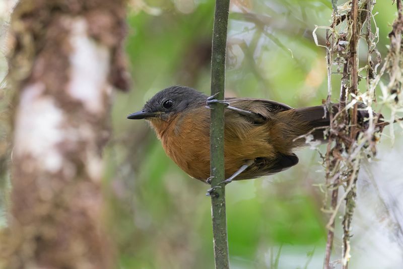 Parker's Antbird (f)