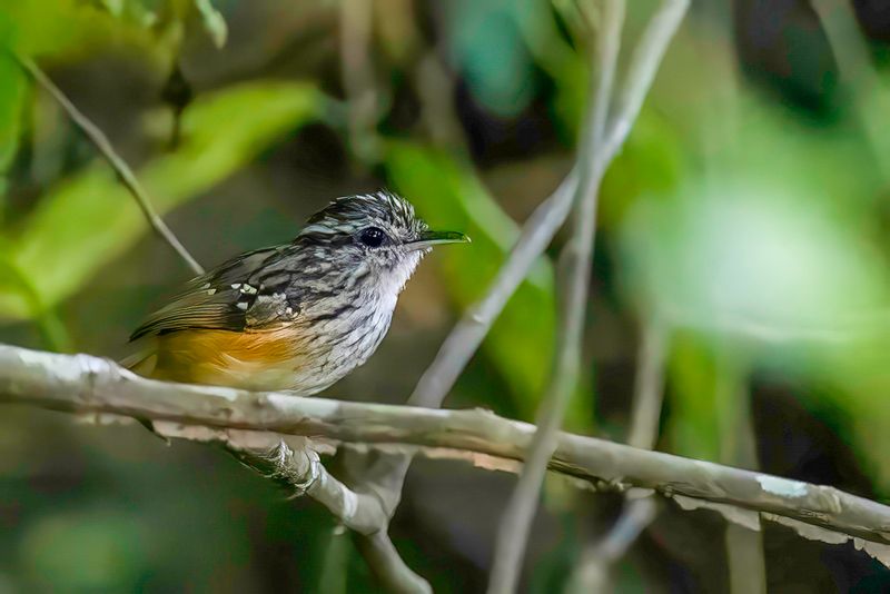 Peruvian Warbling Antbird