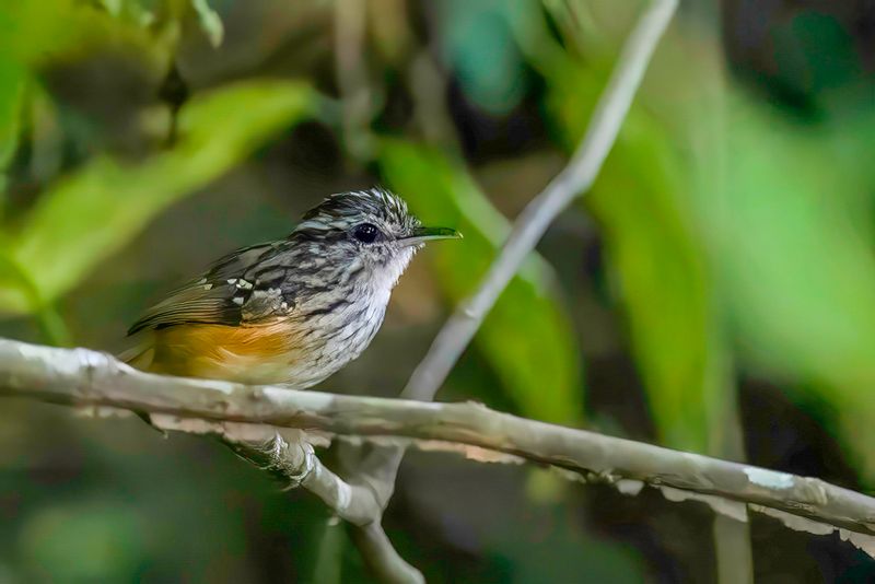 Peruvian Warbling Antbird