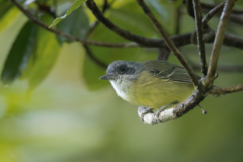Plain Antvireo